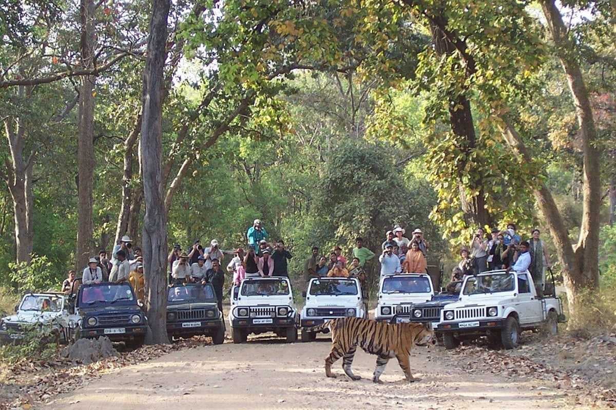 MP Tiger Reserve Closed: अचानक बंद किए गए सभी टाइगर रिजर्व और नेशनल फॉरेस्ट.. घूमने के लिए मिलेगी सिर्फ इतनी छूट