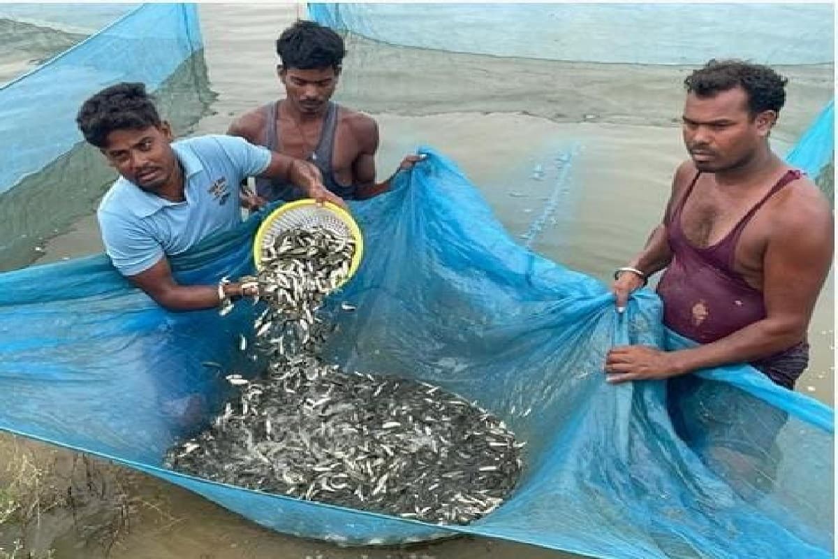 Fish Seed of Kanker: मछली बीज हब बना छत्तीसगढ़ का कांकेर, हैचरी क्रांति ने राज्य को बनाया आत्मनिर्भर, देशभर में मांग