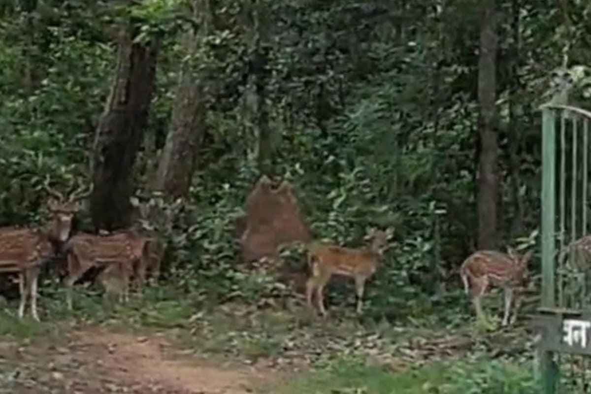 Keshkal News: केशकाल घाटी में नजर आया हिरणों का झुंड, वन विभाग में उत्साह का माहौल, कहा-‘वन्यजीवों का नजर आना आदर्श वन की निशानी है’