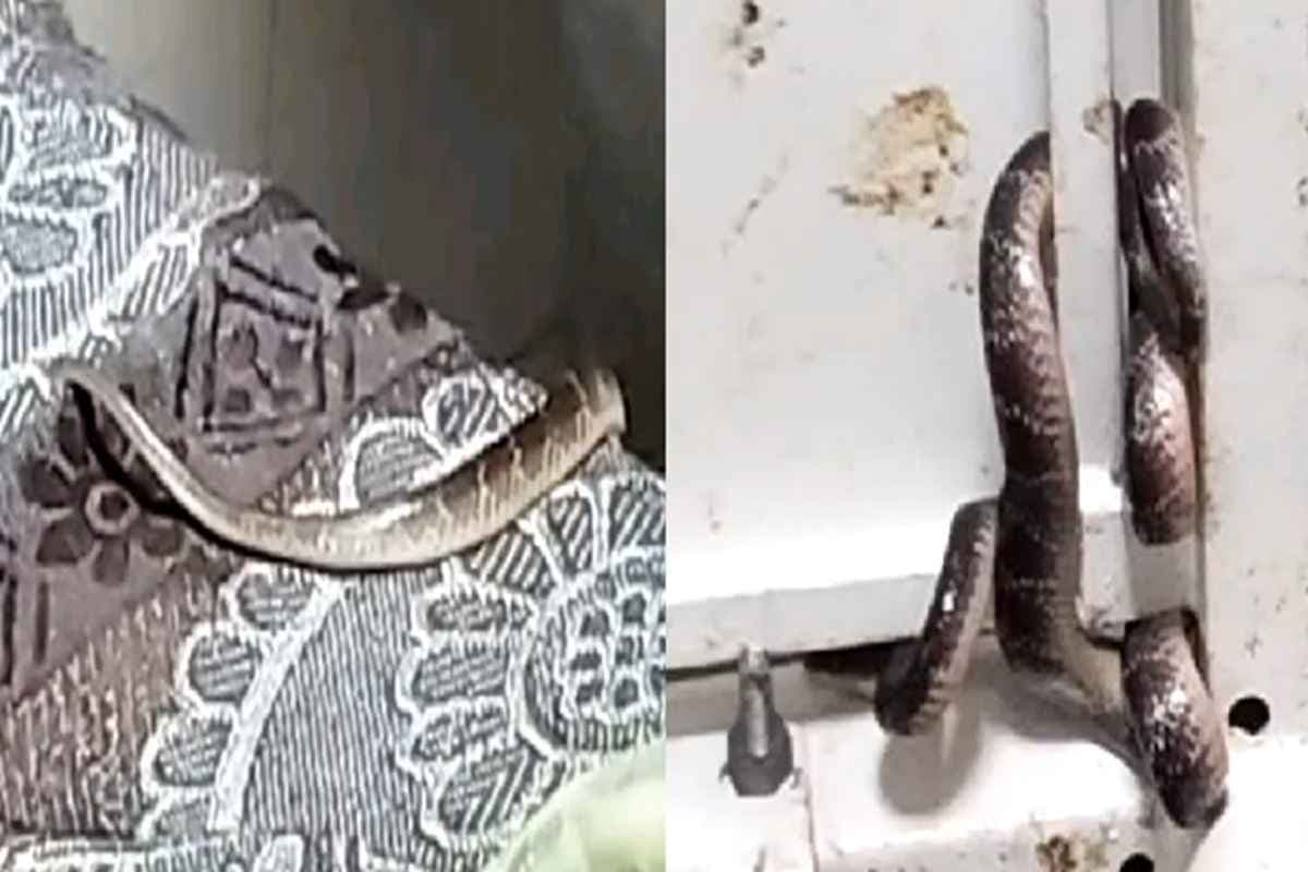 Gwalior News: अस्पताल के डिलीवरी वार्ड में मिला जहरीला सांप, नवजात बच्चों को लेकर भागी महिलाएं, मचा हड़कंप