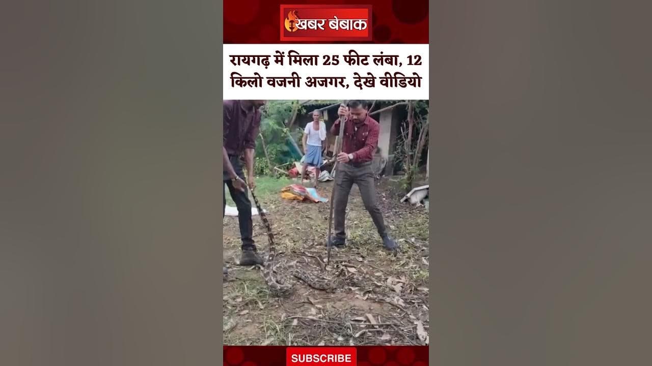 Raigarh में मिला 25 फीट लंबा, 12 किलो वजनी अजगर, Viral Video देख हैरान रह जाएंगे आप | Snake Rescue