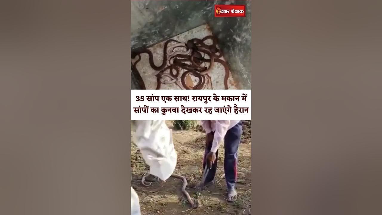 35 सांप एक साथ! Raipur के मकान में सांपों का कुनबा देखकर रह जाएंगे हैरान | Raipur snake viral video