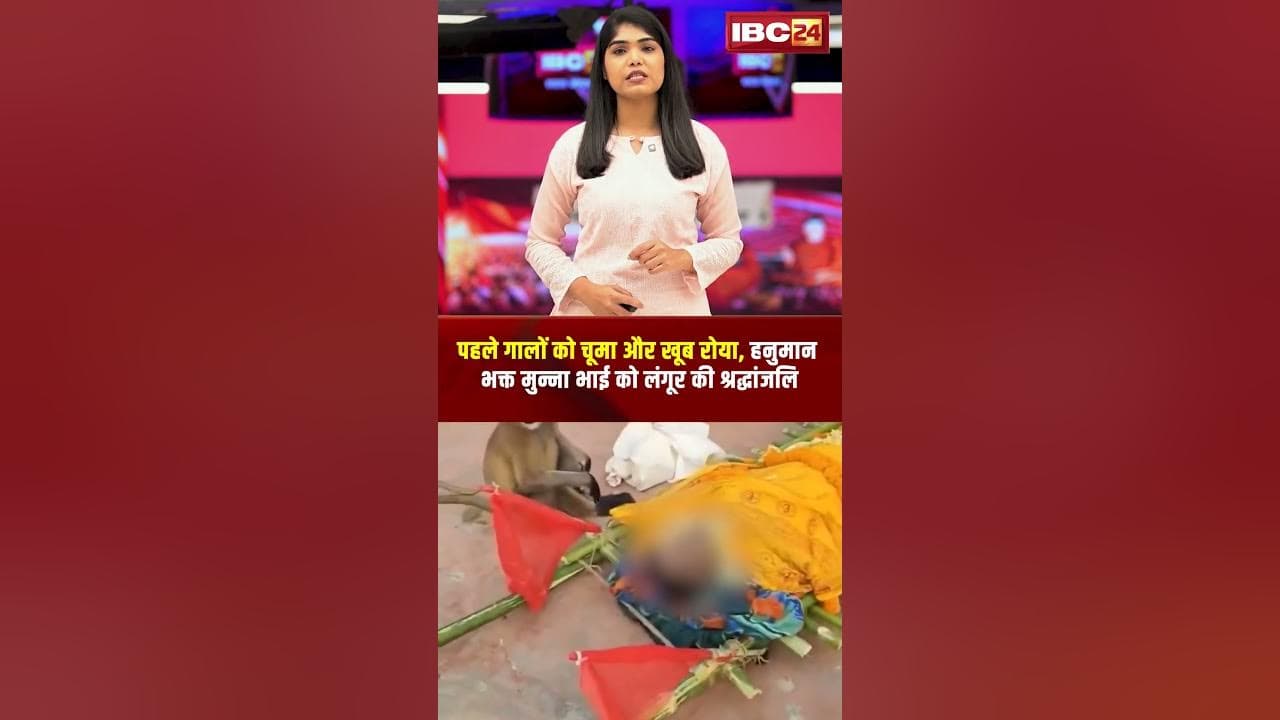 पहले गालों को चूमा और खूब रोया, हनुमान भक्त मुन्ना भाई को लंगूर की श्रद्धांजलि | Viral Video