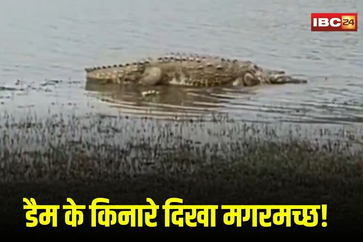 Bhopal Viral Video: डैम पर पिकनिक मनाने पहुंचे लोग, सामने आ गया मगरमच्छ! अब वायरल वीडियो देख उड़े होश