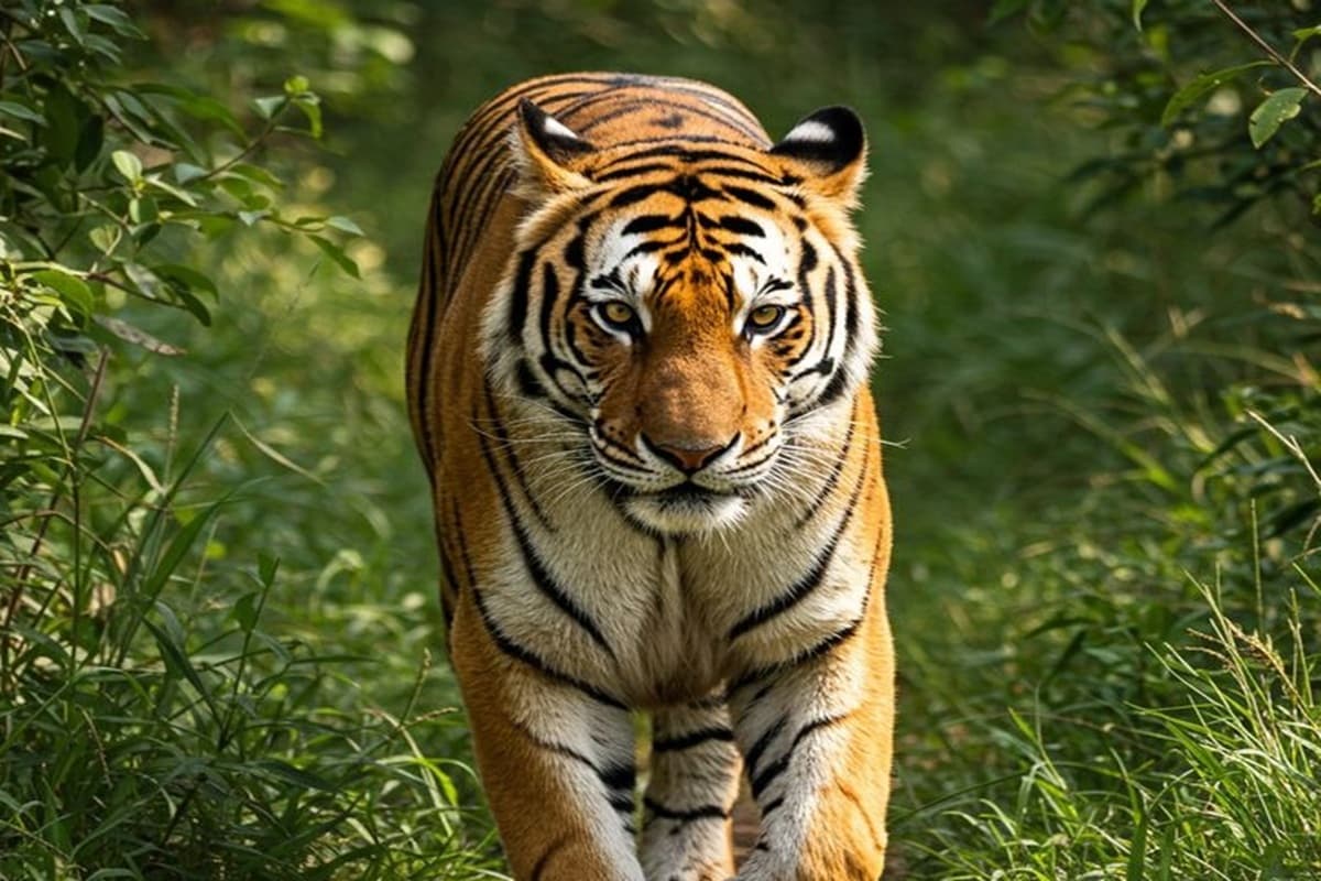 MP News: अंतरराष्ट्रीय बाघ दिवस पर विशेष, मध्यप्रदेश बना देश का टाइगर स्टेट, जानिए संरक्षण से लेकर पर्यटन तक की पूरी कहानी