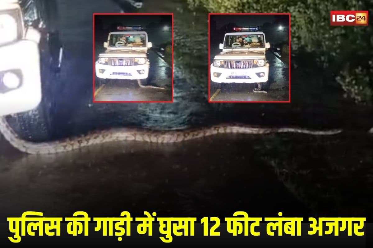 Mandsaur News: पुलिस की गाड़ी में घुसा 12 फीट का अजगर, चालक ने रोकी गाड़ी, फिर जो हुआ देखकर दंग रह गए लोग