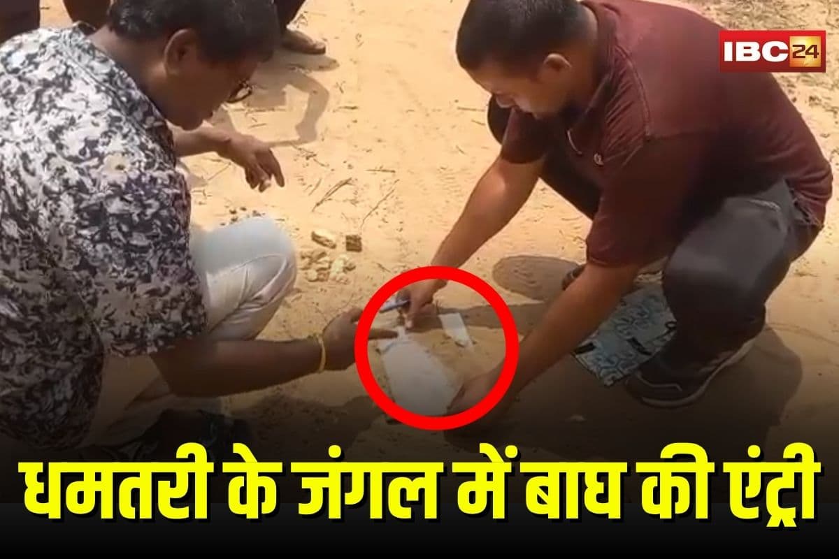 Dhamtari News: धमतरी के जंगल में बाघ की एंट्री, पगचिन्हों से मचा हड़कंप, वन विभाग ने गांवों में किया अलर्ट