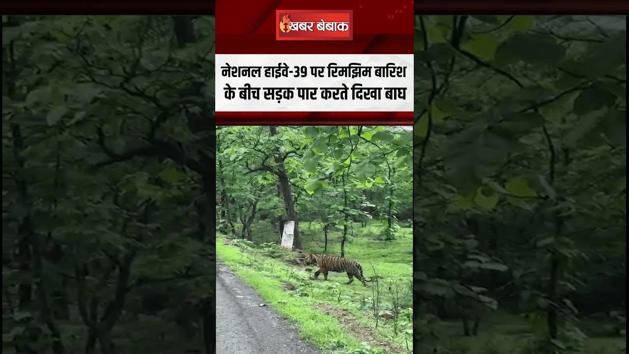 National Highway 39 पर रिमझिम बारिश के बीच सड़क पार करते दिखा Tiger