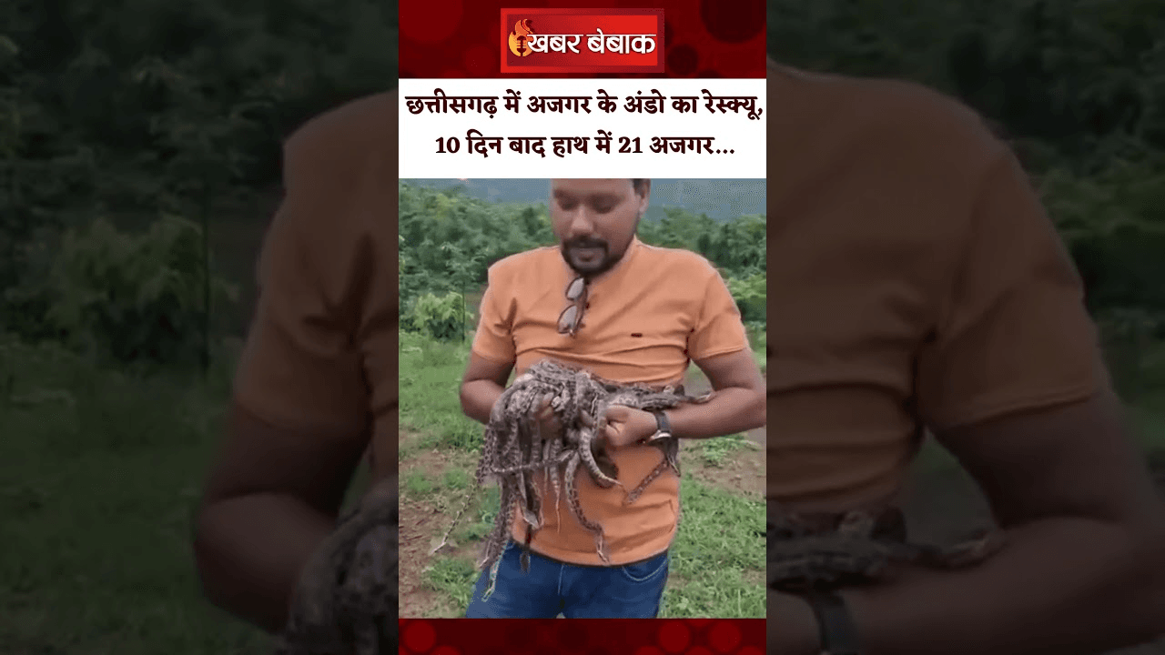 CG Viral Video: Chhattisgarh में अजगर के अंडो का रेस्क्यू, 10 दिन बाद हाथ में 21 अजगर…