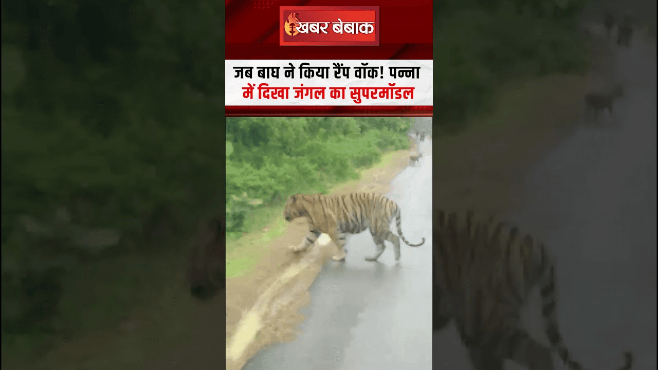 Panna Tiger Safari। Tiger Ramp walk: जब बाघ ने किया रैंप वॉक! पन्ना में दिखा जंगल का सुपरमॉडल