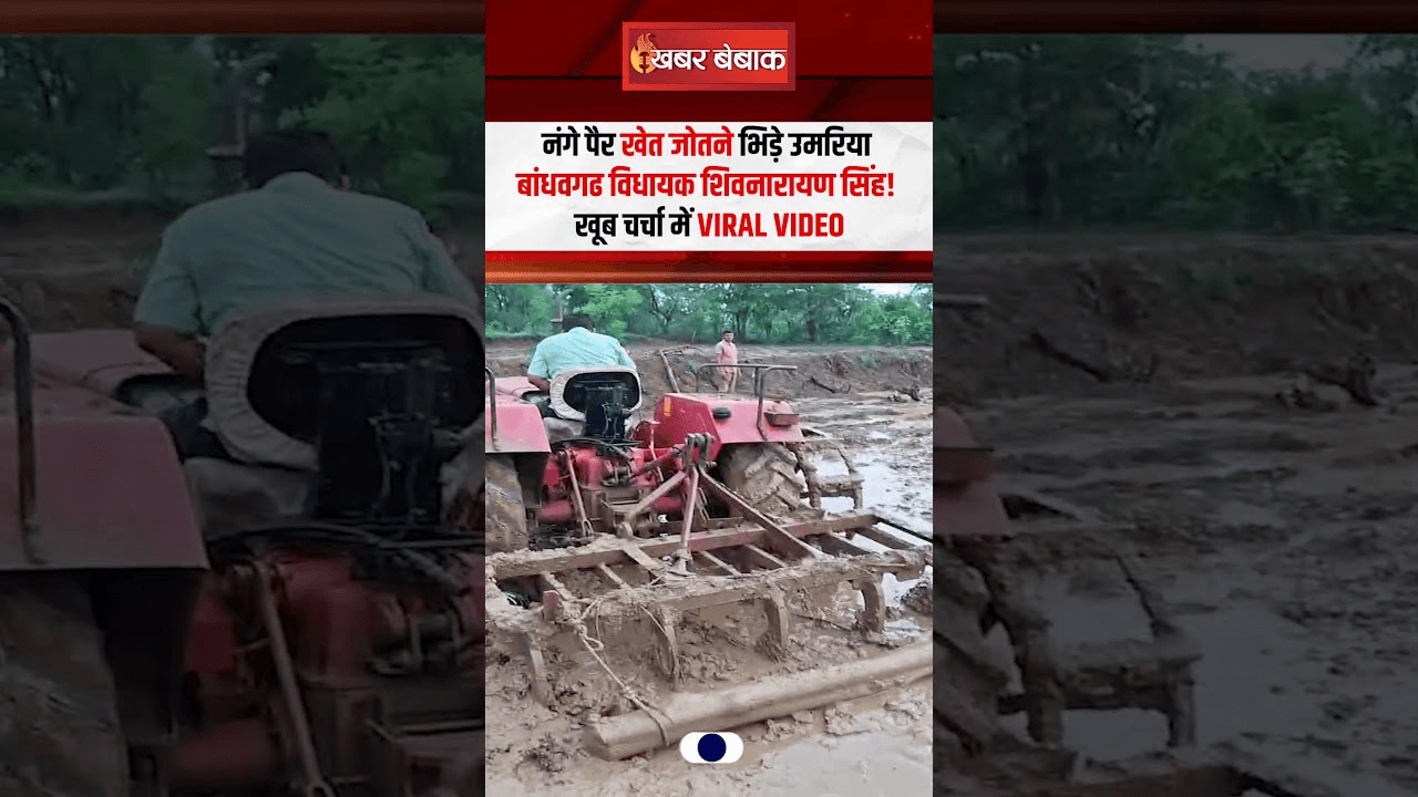 नंगे पैर खेत जोतने भिड़े उमरिया Bandhavgarh MLA Shivnarayan Singh!