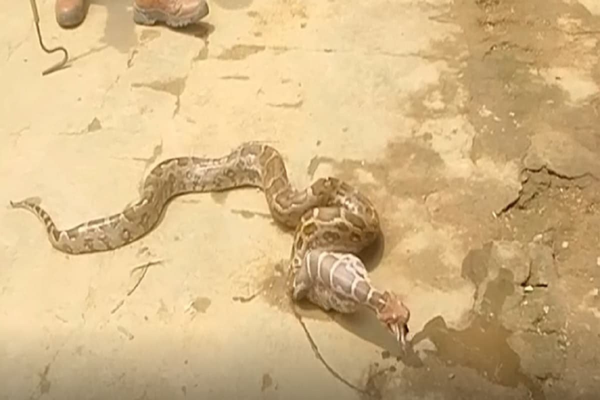 Sidhi News: गांव में 5 फीट लंबा सांप ने मचाया आतंक, अब तक खा चुका है 50 मुर्गियां, वीडियो देखकर आप भी रह जाएंगे दंग