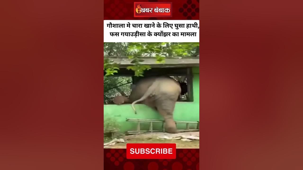 Odisha के Keonjhar में गौशाला के अंदर चारा खाने घुसा हाथी फंसा