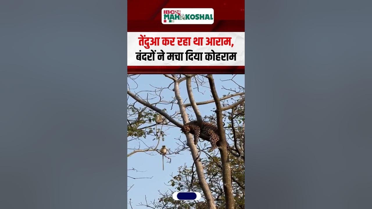 तेंदुआ कर रहा था आराम, बंदरों ने मचा दिया कोहराम