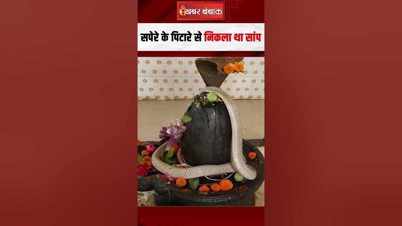 Kanker: शिवलिंग पर 20 मिनट तक बैठा रहा सांप, Narmadeshwar Mahadev Temple में भक्तों ने की पूजा