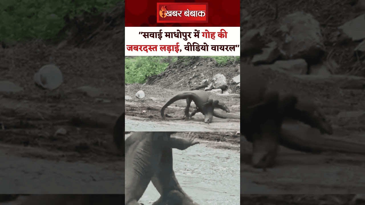 Sawai Madhopur: गोह की जबरदस्त लड़ाई, कार सवार ने बनाया वीडियो और की कमेंट्री