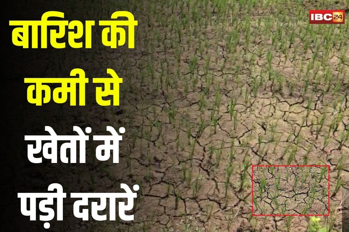 Bemetara News: छत्तीसगढ़ के इस जिले में बारिश की कमी से खेतों में पड़ी दरारें, धान की फसल सूखने की कगार पर, किसान बोले- अब गाय को चराने छोड़ देंगे