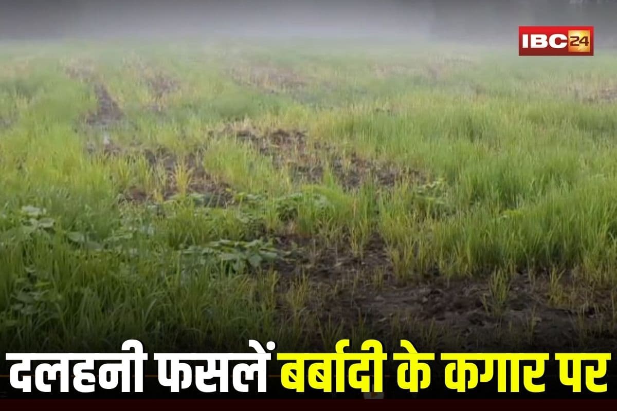Betul News: बारिश के बाद घने कोहरे ने बढ़ाई मुसीबत, दलहनी फसलें बर्बादी के कगार पर, किसानों की फिर बढ़ी चिंता