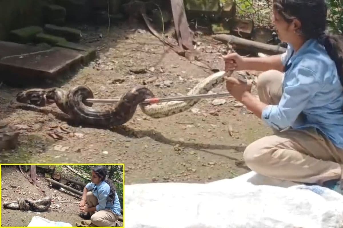 Katni News: मुर्गियों को निगल रहा था 8 फीट का दुर्लभ अजगर, फिर बहादुर युवती ने अकेले किया ये काम, देखकर दांग रह गए लोग