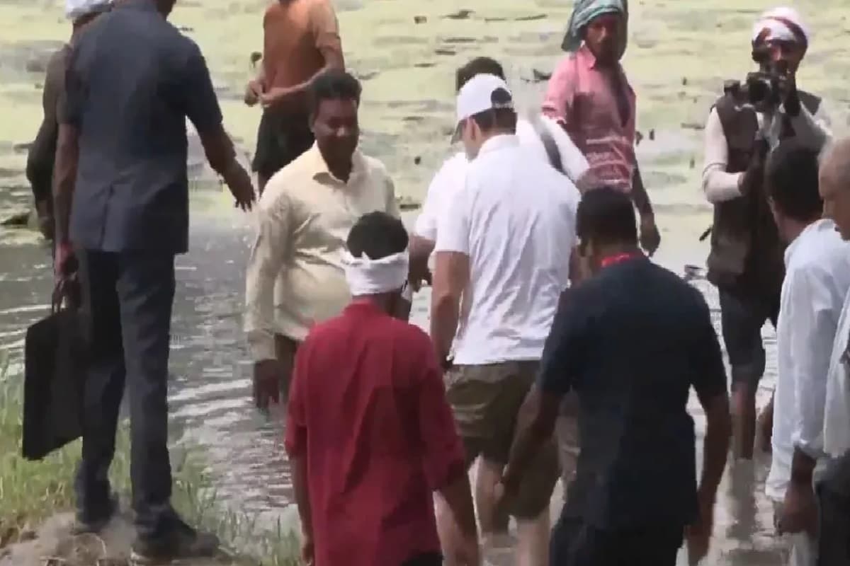 Voter Adhikar Yatra: वोटर अधिकार यात्रा के बीच मखाना के खेतों में उतरे राहुल गांधी, किसानों से की चर्चा, आप भी देखें वीडियो