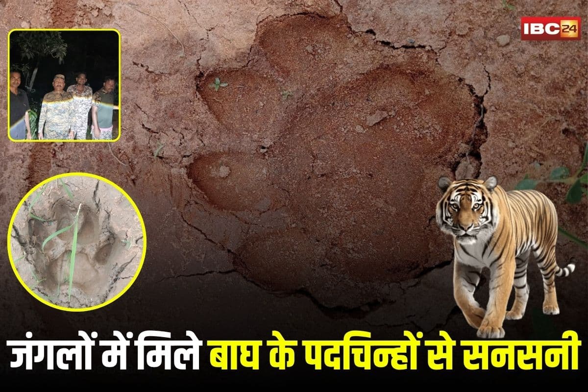 Raigarh News: जंगलों में मिले बाघ के पदचिन्हों से मचा हड़कंप, लैलूंगा और धर्मजयगढ़ में अलर्ट, कैमरे में कैद नहीं हुआ लेकिन वन विभाग सतर्क