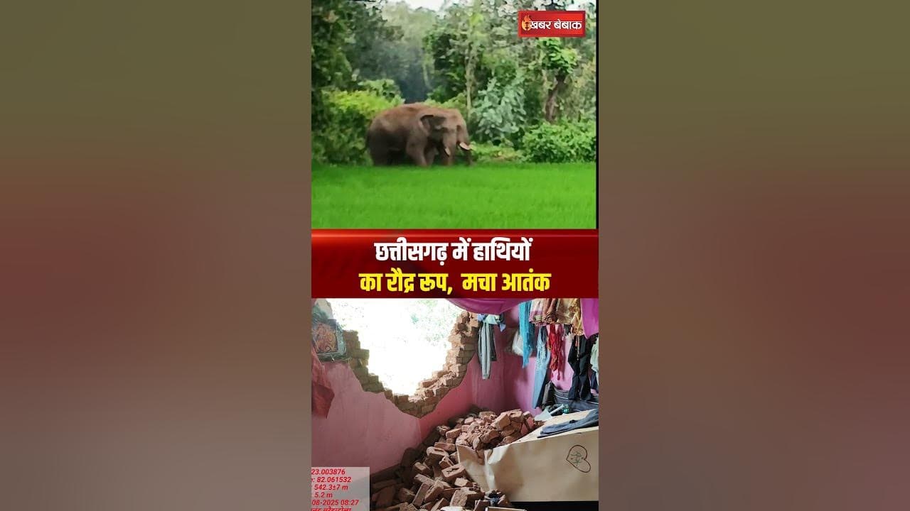 Chhattisgarh में हाथियों का रौद्र रूप, मचा आतंक | Pendra elephant | CG News