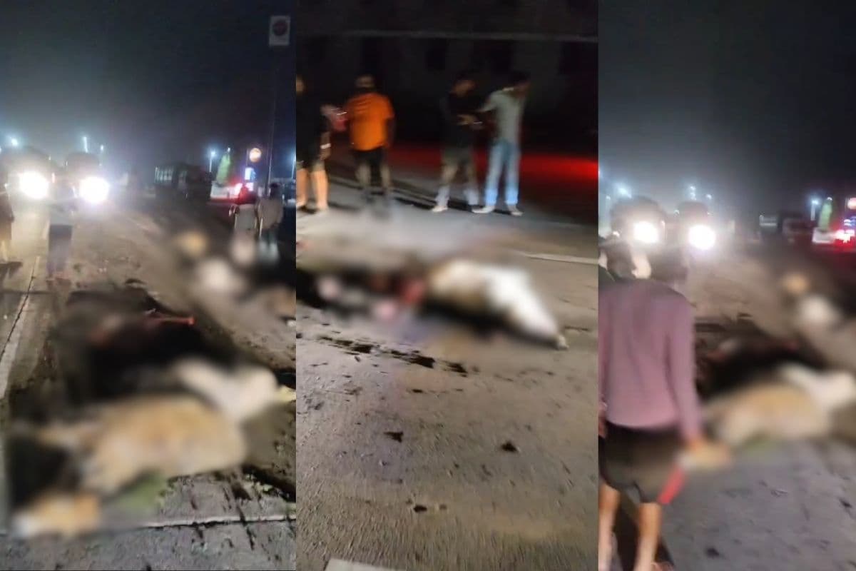 Bilaspur Accident News: सड़क पर गौवंशों की दर्दनाक मौत! 24 घंटे में 20 गौवंश कुचले, नशे में धुत ट्रेलर ड्राइवर गिरफ्तार