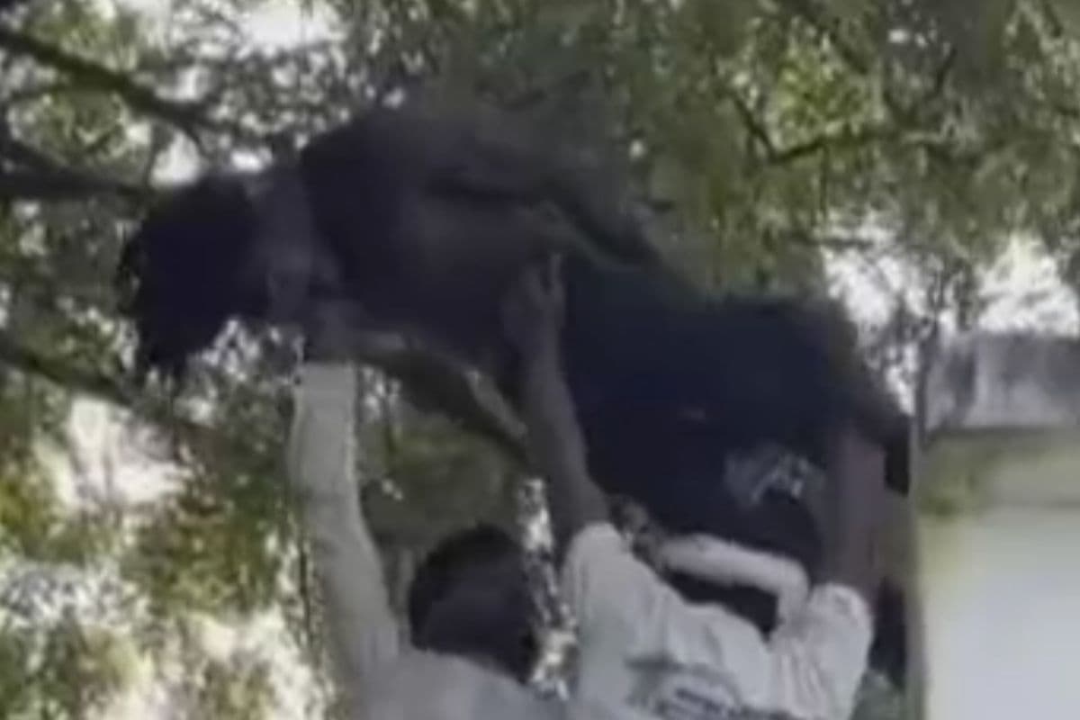 Dhamtari News: शराबी युवक का हाईवोल्टेज ड्रामा, नीम के पेड़ पर चढ़ा, रस्सी डालकर फांसी लगाने लगा… फिर जो हुआ देख दंग रह गए लोग