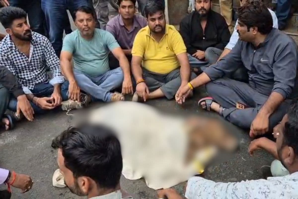 Ratlam News: कचरा गाड़ी में मिला गौवंश का शव, भड़के हिंदू संगठनों ने शव रखकर कर दिया ये काम, बीच सड़क पर जमकर मचा बवाल