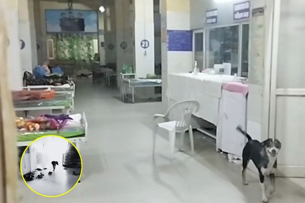 Sagar News: जिला अस्पताल बना आवारा कुत्तों का अड्डा! बच्चा वार्ड में खुलेआम घूम रहे कुत्ते, मासूमों की सुरक्षा पर खतरा, प्रशासन की लापरवाही का शर्मनाक तस्वीर