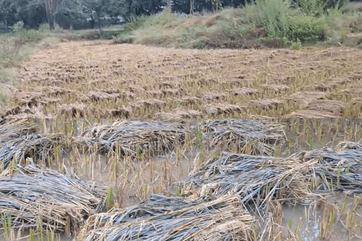 Chhattisgarh Montha Impact Update: छत्तीसगढ़ के किसानों पर टूट रहा तूफ़ान ‘मोन्था’ का कहर.. इस जिले में बर्बाद हुई खड़ी फसल, अब सरकार से मदद की आस