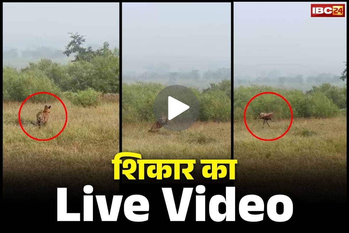 Panna Tiger Hunting Video :क्या आपने देखा हिरण के शिकार का Live Video?.. हवा ने उछलकर टाइगर ने दबोच फिर एक झटके में खेल ख़त्म, देखें..