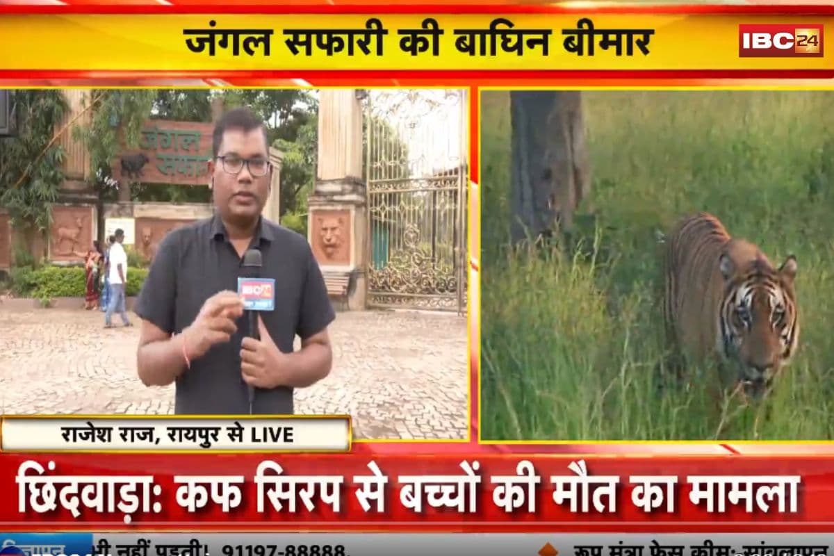 Chhattisgarh News: छत्तीसगढ़ की बीमार बाघिन “बिजली” को भेजा जाएगा जामनगर, रेलवे में लगेगा स्पेशल कोच, राज्य में पहली बार वन्यजीव के लिए इतनी बड़ी तैयारी…