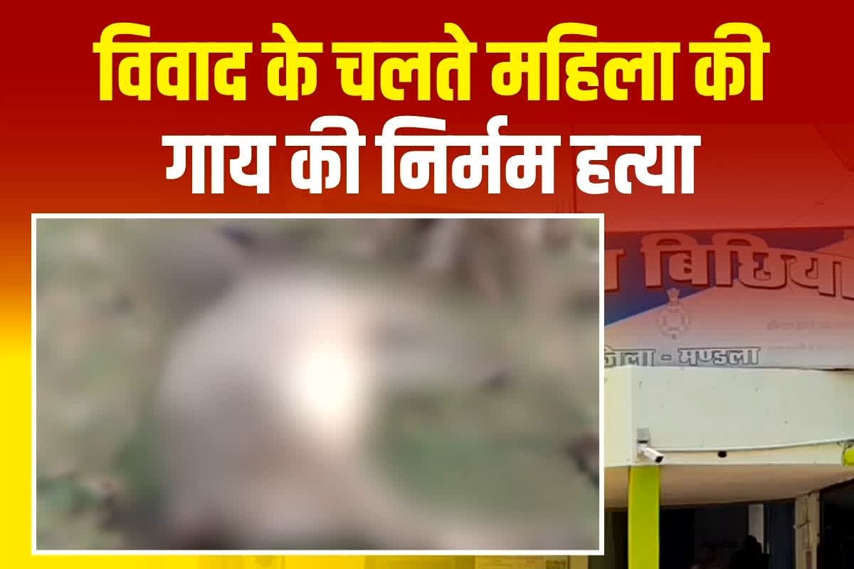 Mandla News: गाय की हत्या, पुरानी रंजिश के चलते आरोपी ने उतारा मौत के घाट, अब पुलिस ने किया गिरफ्तार
