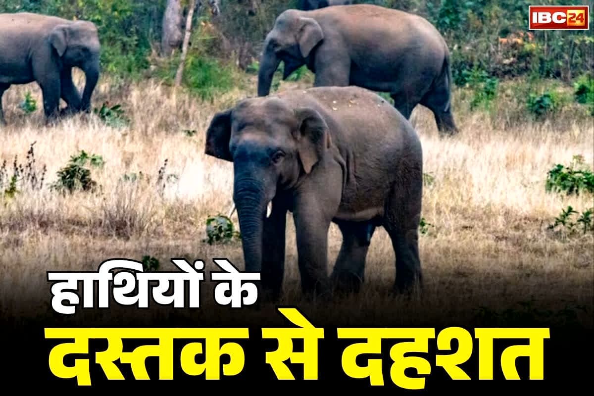 Baloda Bazar Latest News: बलौदाबाजार में कुंए में जा गिरा शावक समेत 4 हाथियों का दल.. रेस्क्यू करने में जुटी वन-विभाग की टीम, आसपास के इलाके में अलर्ट..