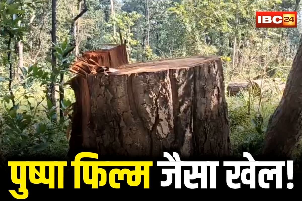 Balrampur Crime News: छत्तीसगढ़ में पुष्पा फिल्म जैसा खेल! रातोंरात बेशकीमती सागौन की कटाई कर तस्करी, वन विभाग की मिलीभगत या लापरवाही?