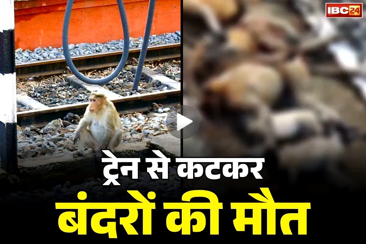 Kanpur Monkey Death: तेज रफ्तार ट्रेन से कटकर आधा दर्जन बंदरों की मौत … दर्दनाक हादसे के बाद इकट्ठा हो गया दूसरा झुंड…