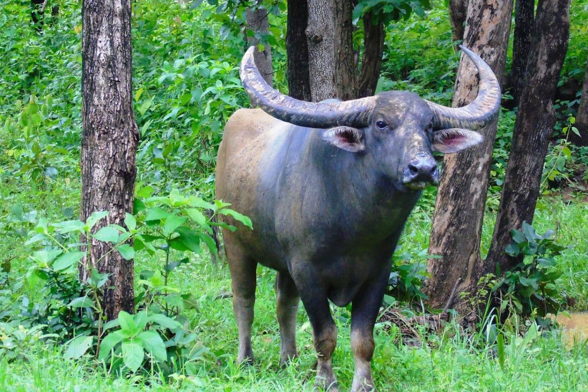 Wild Buffalo Conservation: वन विभाग ने वन भैंसा और काले हिरण के संरक्षण के लिए उठाया बड़ा कदम, जानिए बैठक में बनी कौन-कौन सी नई रणनीतियाँ