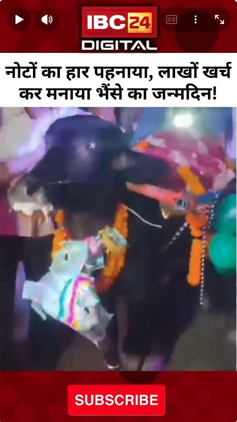 नोटों का हार पहनाया, लाखों खर्च कर मनाया भैंसे का जन्मदिन! | Amroha News | Buffalo Birthday