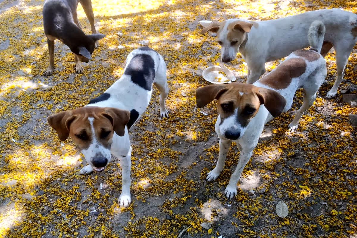dog bite news