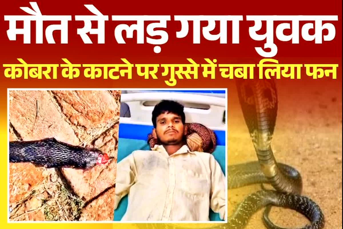 UP News: मौत से लड़ गया युवक, खेत में कोबरा को ही काट दिया दांतों से, सांप की हो गई मौत..युवक की सुरक्षित