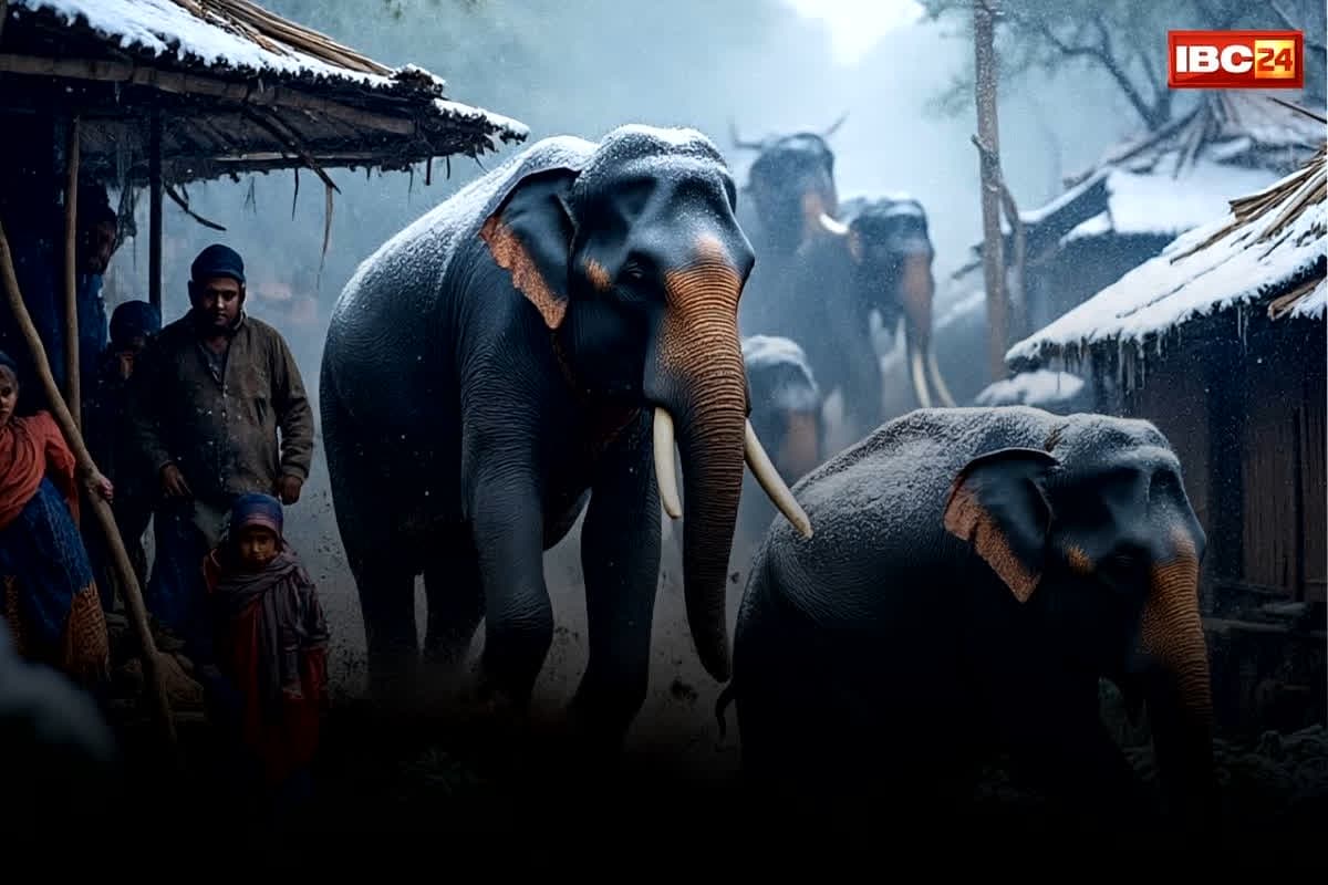Elephant Rampage News: छग-एमपी बॉर्डर पर जंगली हाथियों का गजब आतंक.. कड़के की ठण्ड के बीच पेड़ों पर शरण लेने पर मजबूर कई ग्रामीण