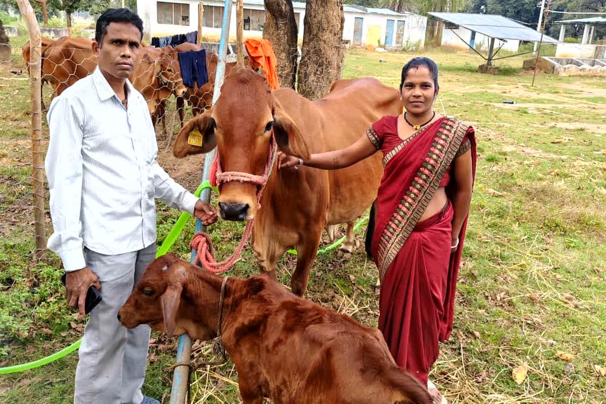 CG News: दुधारू पशुओं से आत्मनिर्भर बन रहीं बस्तर की आदिवासी महिलाएं, हर महीने हो रही है इतने हजार की कमाई