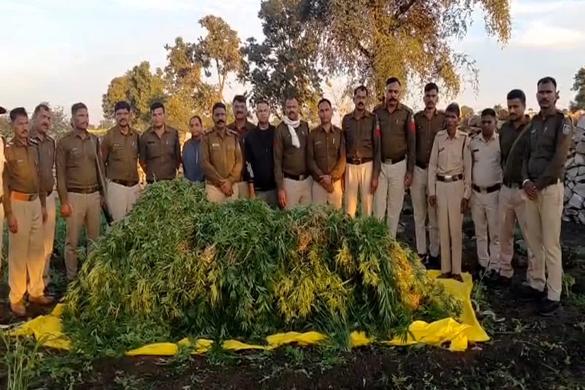 Neemuch Crime News: गेहूं-सरसों की आड़ में हो रही थी इस खतरनाक चीज की खेती, पुलिस ने जब्त किया 10 लाख से ज्यादा का माल
