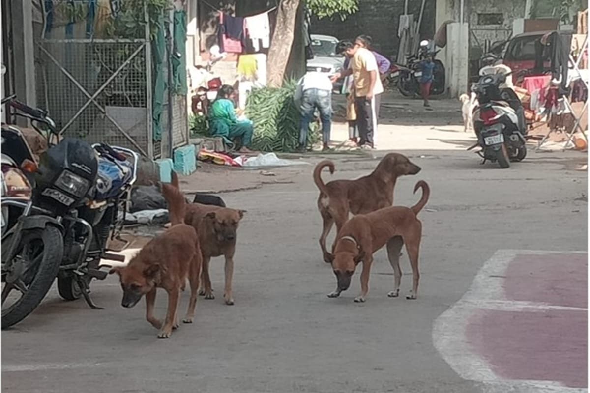 Bhopal News: स्कूल जा रहे मासूम बच्चे पर कुत्तों का हमला, एम्स में इलाज जारी, हेल्पलाइन पर शिकायत के बाद भी नहीं हो रहा समस्या का निदान