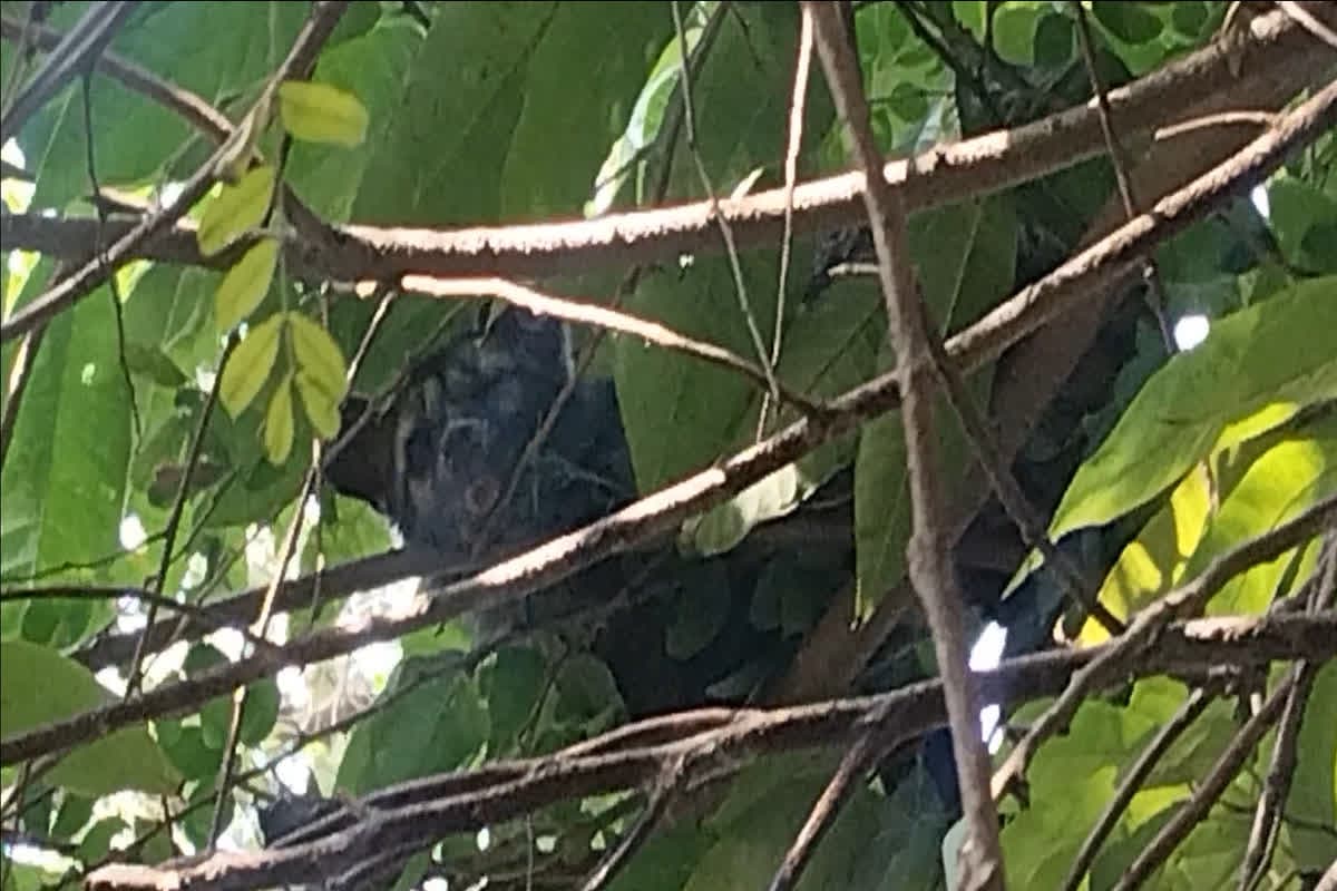 Rare Wild Spotted in CG: छत्तीसगढ़ के इस जिले में दिखा ‘मुर्दा खाने वाला’ रहस्यमयी जानवर, वन विभाग ने की अपील, लोगों में दहशत