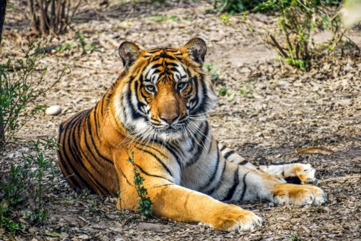 Tigers Death Data: 2025 में देश में 166 बाघों की मौत, मध्यप्रदेश पहले नंबर पर, जानें कितने ने गंवाई जान