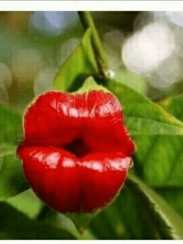 Strangest Flowers In The World:दुनिया के सबसे अजीब फूल, कोई देता है बदबू, कोई दिखता है इंसानी होंठ जैसा, आपने देखा क्या?