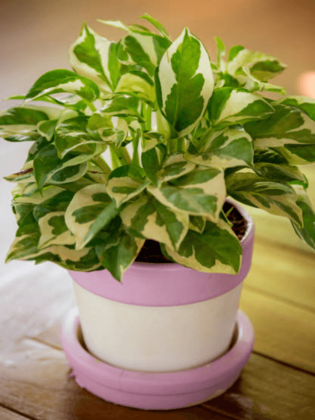 Money Plant Lagane Ki Disha: इस दिशा में लगाएं मनी प्लांट, चंद दिनों में चमकेगा आपका भाग्य