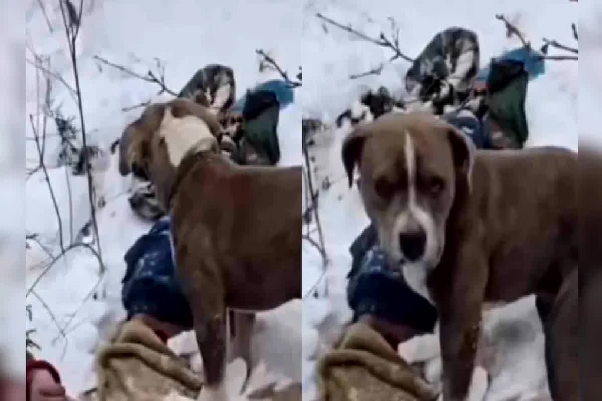 Himachal Pradesh Loyal Pitbull: बर्फबारी और कड़ाके की ठंड में 4 दिन मालिक के शव की रखवाली करता रहा पिटबुल, ‘बेजुबान’ की वफ़ादारी देख लोगों की आंखे हुई नम